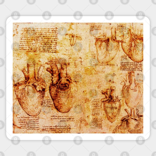 Heart And Its Blood Vessels, Leonardo Da Vinci Anatomy Drawings  Monochrome Brown Parchment Sticker by BulganLumini